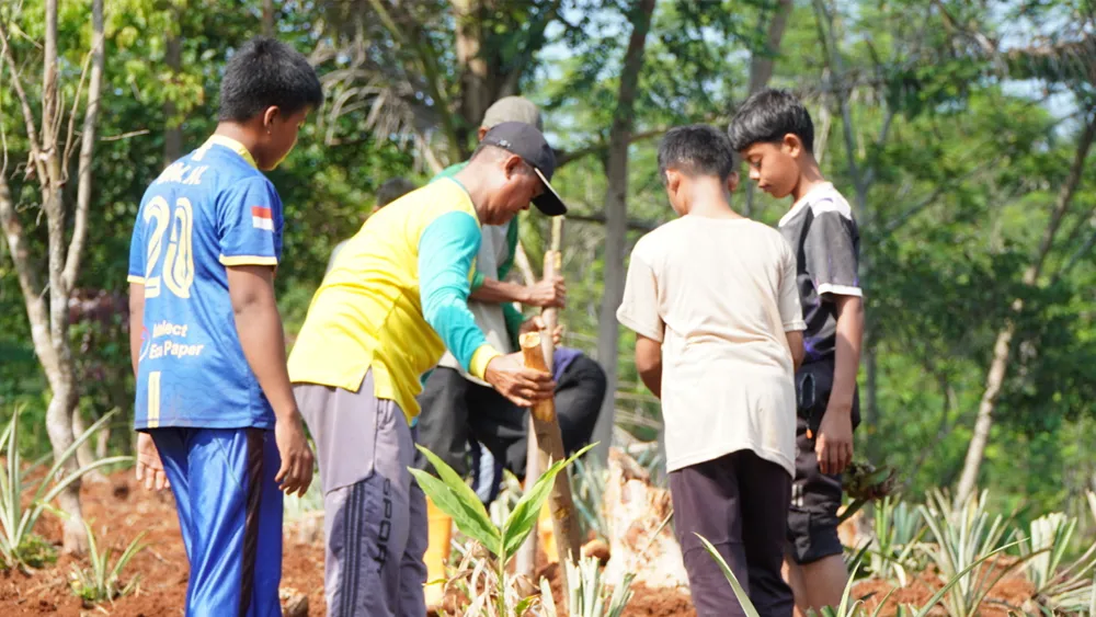 Kawasan Wakaf Produktif Penanaman Nanas – DAFA Dreamland